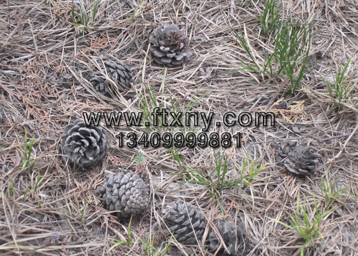 ��������|(zh��)�w��ȼ�����a(ch��n)ԭ��